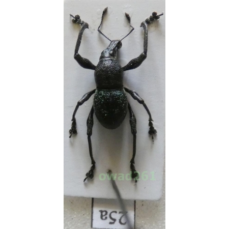 Metapocyrtus sp. Heller, 1912 male Philippines25a